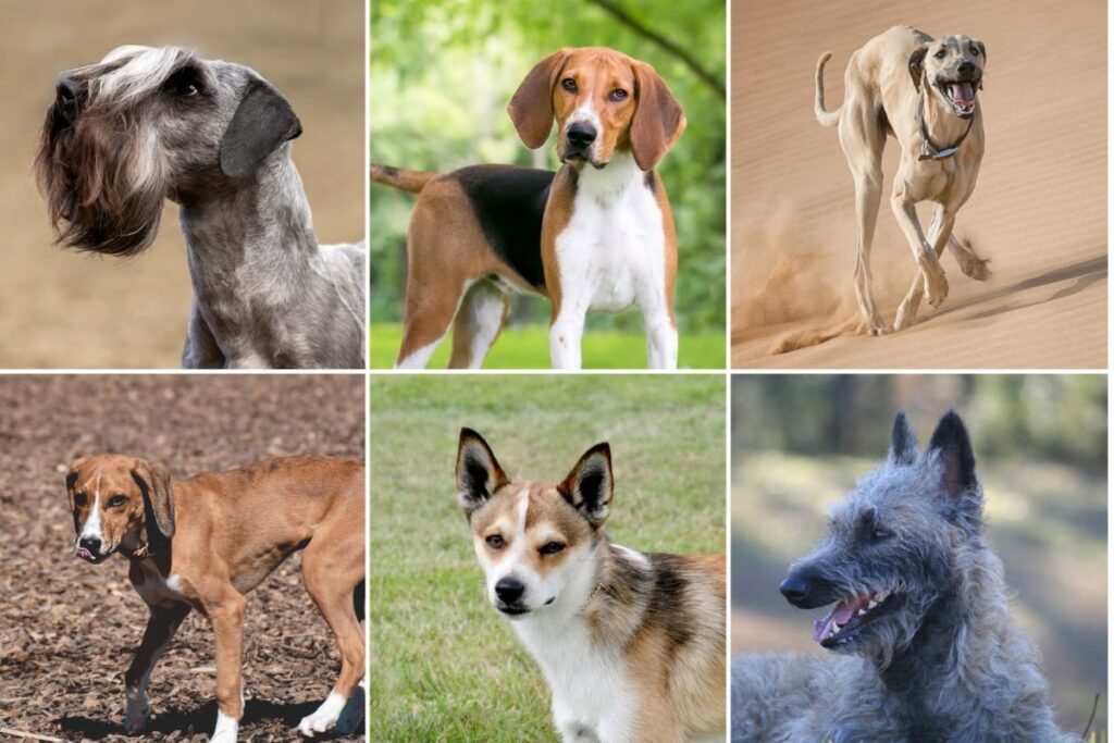 These Are the 10 Rarest Dog Breeds Across America