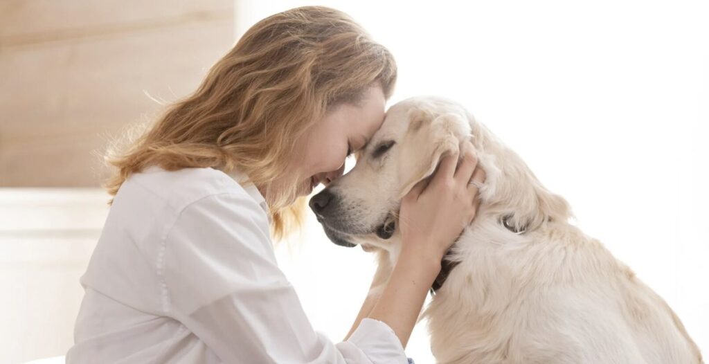 Veterinary scientists develop a daily pill that’s giving senior dog owners hope