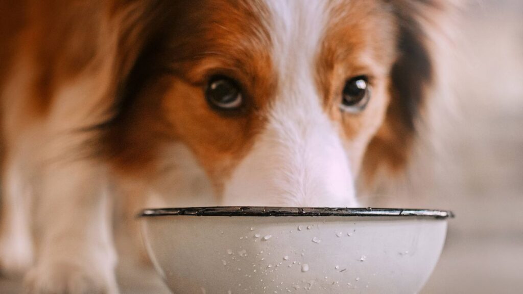 Vets’ message to dog owners feeding pets vegan or vegetarian diet